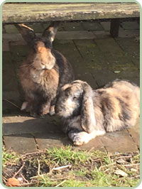 Rabbit Boarding